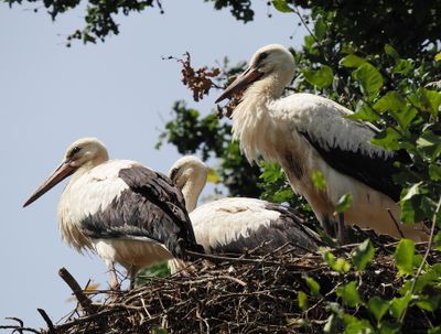 Juvenile white storks