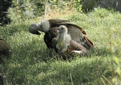 Vulture - adult with chick