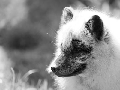 Polar fox BW