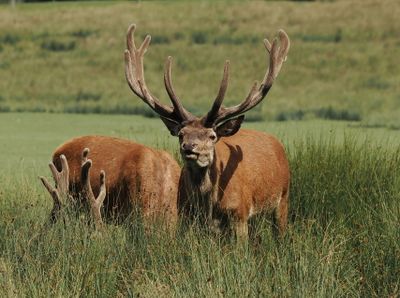 Red deer