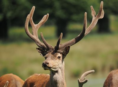 Red deer