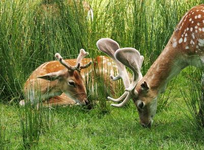 Fallow deer