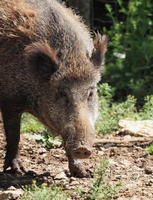 Wild boar