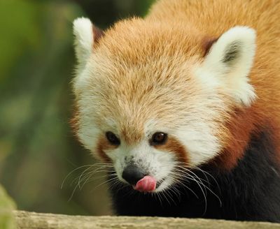 Red Panda