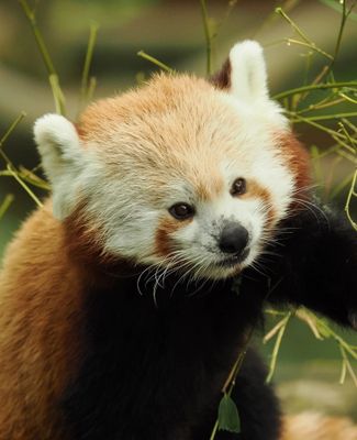 Red Panda