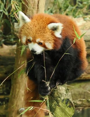 Red Panda