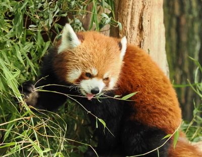 Red Panda