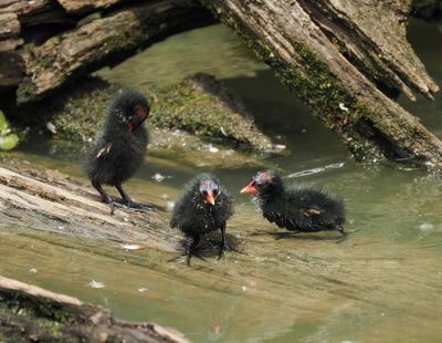 Moorhen chicks