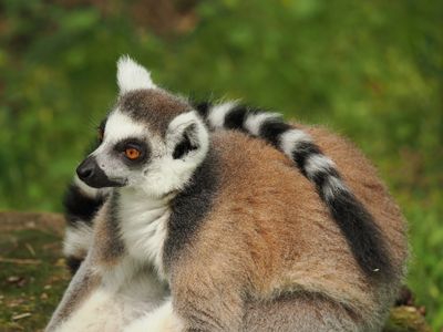 Lemur