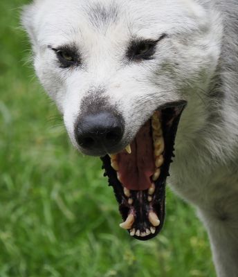 European wolf - tired not vicious
