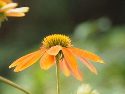 Echinacea