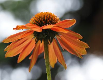 Echinacea