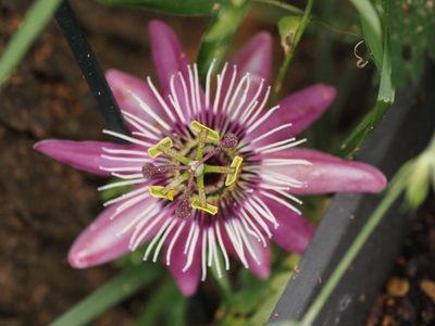 Passiflora 
