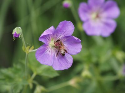 Geranium Rosannah