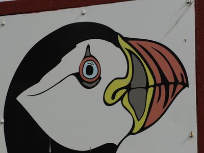 Painted puffin