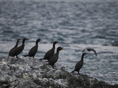 Cormorants