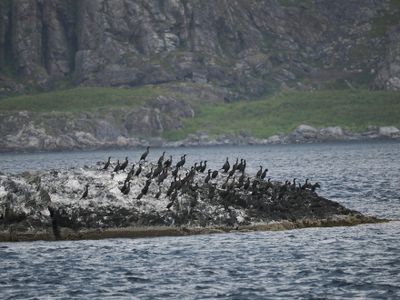 Cormorants