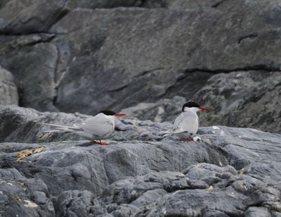 Arctic tern