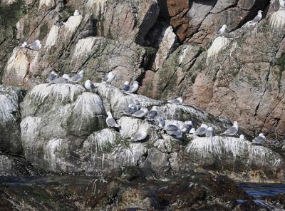 Kittiwakes