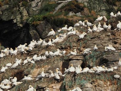 Gannets