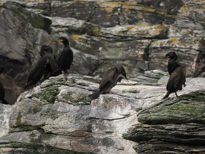Cormorants