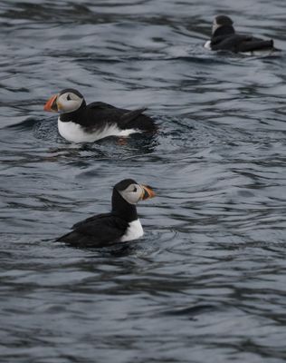 Puffins