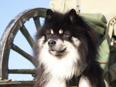 Lapponian reindeer herder guarding Vardų fort