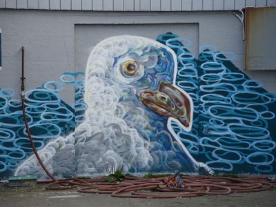 Gull graffiti