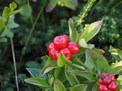 Cloudberries