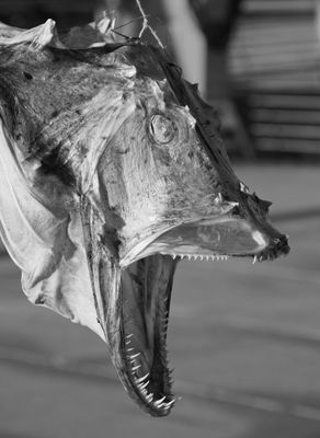 Stockfish BW