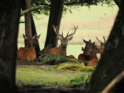 Red deer - before the rut sets in