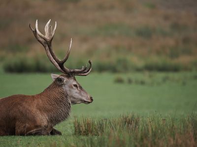 Stag - days before the rutting season starts