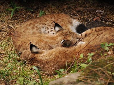 Lynx - tired