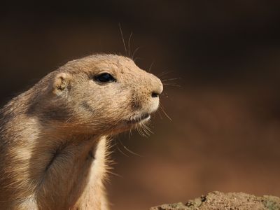 Prairie dog