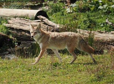 Coyote