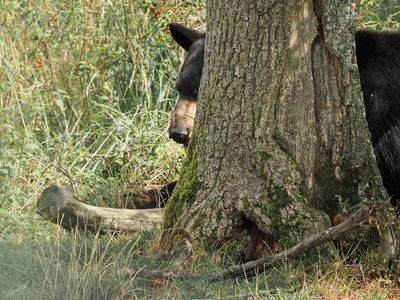 Hidden bear