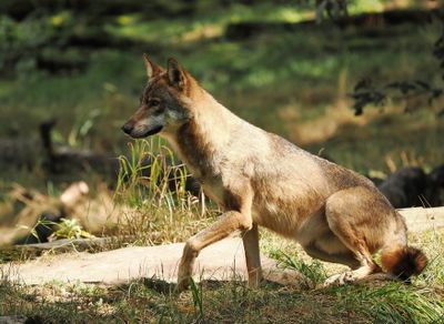 Eurasian wolf