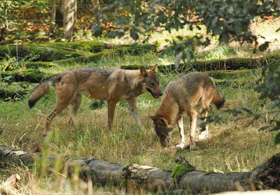 Eurasian wolves