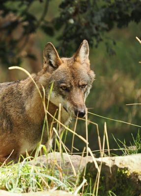 Eurasian wolf