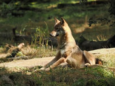 Eurasian wolf