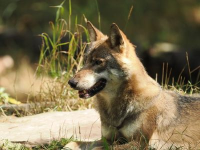 Eurasian wolf