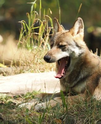 Eurasian wolf