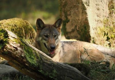 Eurasian wolf
