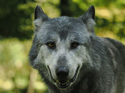 American black wolf