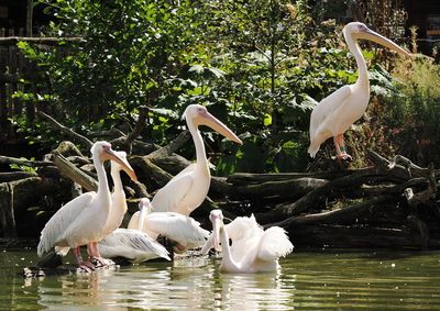 Pelican meeting