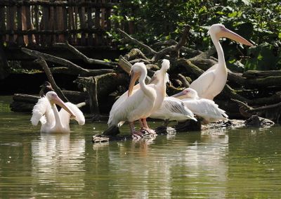 Pelican meeting