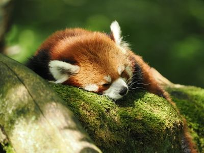Red Panda