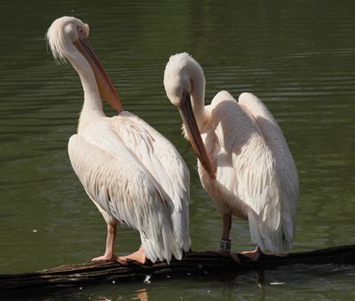 Pelicans - we need to talk