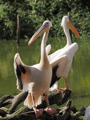 Pelicans showing off
