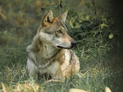 Eurasian wolf